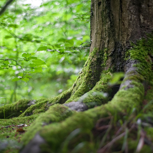 Earth Forest