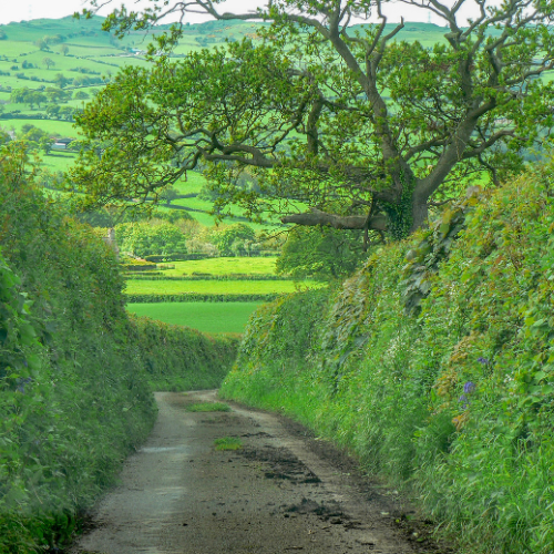 Wallgnarps English country Lane